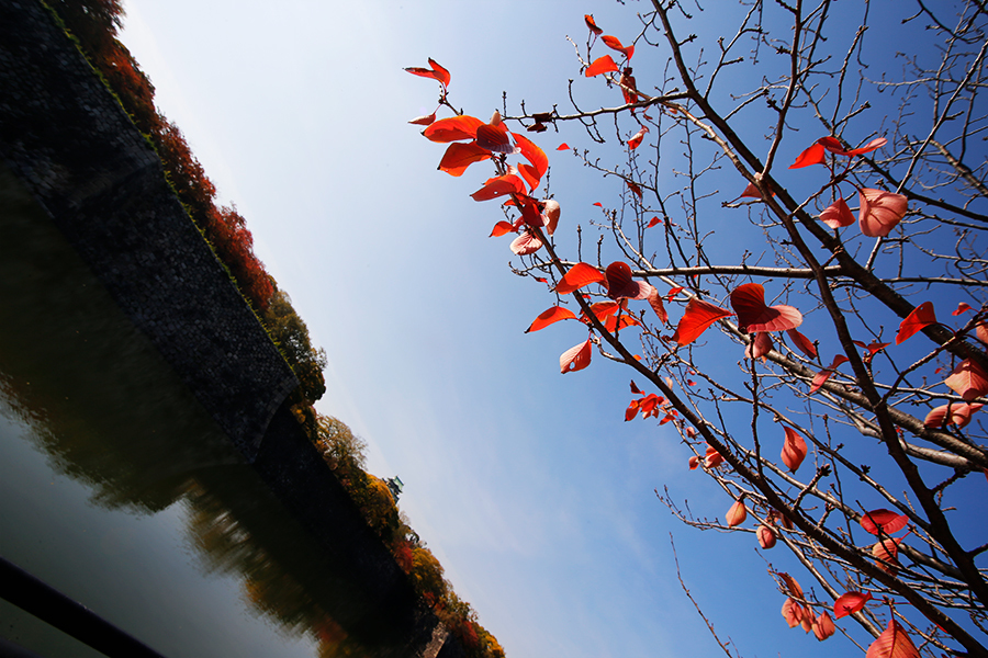 大阪市内でも紅葉が始まった。